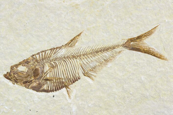 Detailed Fossil Fish (Diplomystus) - Wyoming #113562